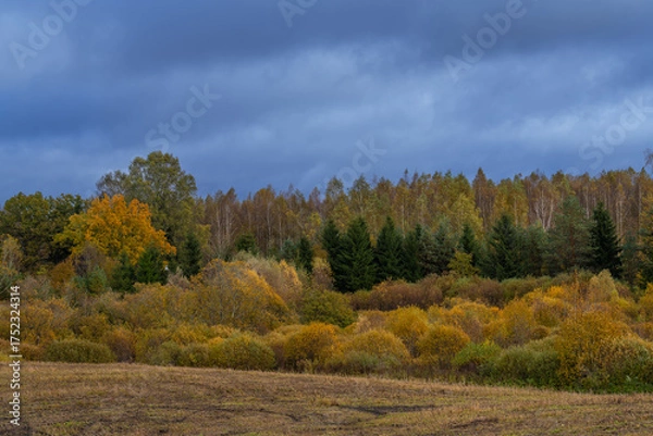 Obraz autumn in the forest