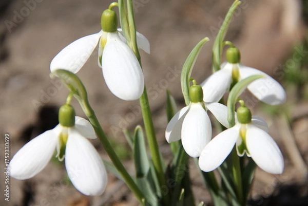Fototapeta Several vibrant snowdrops bloom in the foreground