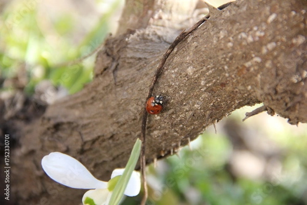 Fototapeta ladybug crawls slowly along its surface, passing by an old, rusty piece of wire