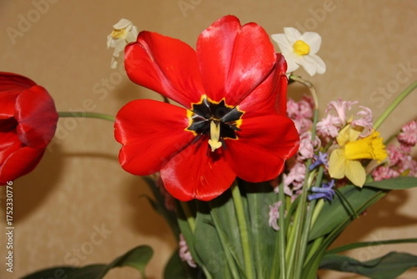 Fototapeta A colorful bouquet of mixed spring flowers in front of a golden-brown wall