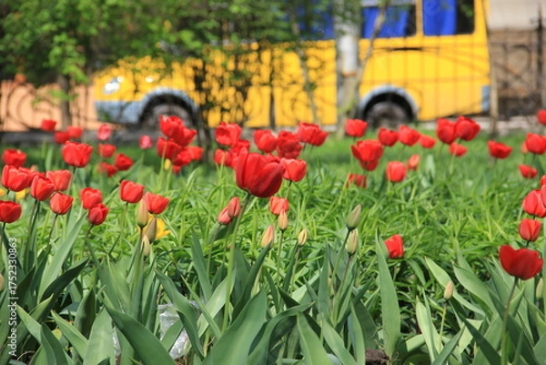 Fototapeta A vibrant field of red tulips with lush green petals