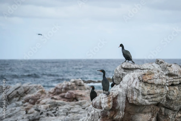 Fototapeta Cormorants sitting on a rock at Stony Point in the Western Cape