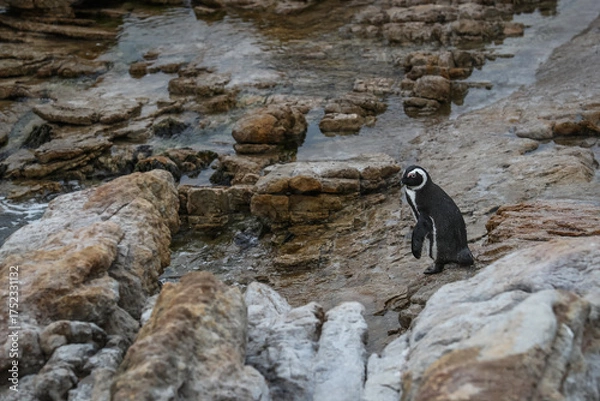 Fototapeta An African penguin (Spheniscus demersus) prepares to jump into the ocean water