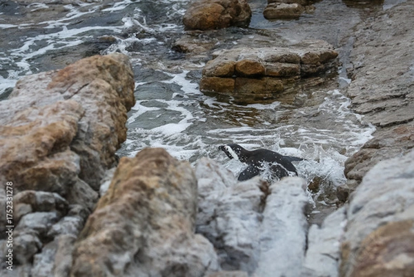 Fototapeta An African penguin (Spheniscus demersus) jumps into the ocean water