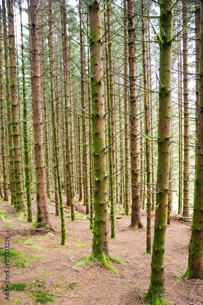 Fototapeta Spruce forest