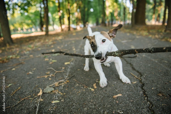 Fototapeta happy funny jack russel terrier dog walking and playing with stick in autumn forest