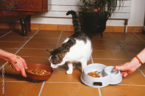 Fototapeta chat hésitant entre deux sortes d'aliments pour animaux
