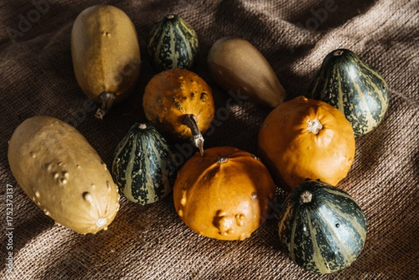 Obraz Yellow & Green Mini Decorative Pumpkins