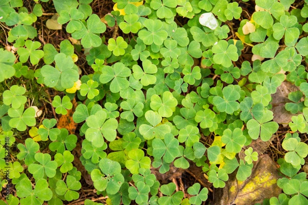 Fototapeta Clover
