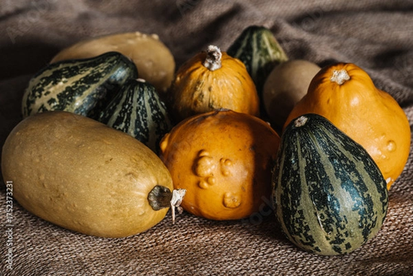 Obraz Yellow & Green Mini Decorative Pumpkins