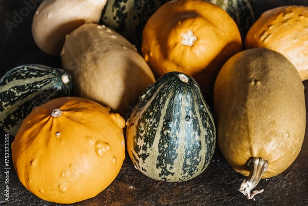 Obraz Yellow & Green Mini Decorative Pumpkins