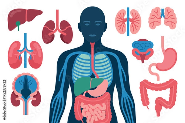 Fototapeta Illustration of human internal organs and skeletal system