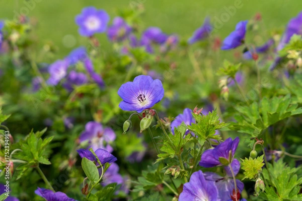 Fototapeta Close-up of purple cranesbill (Geranium pratense) flowers blooming in a lush green