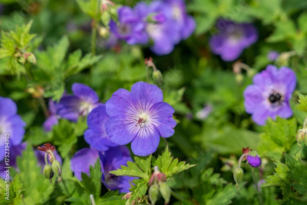 Fototapeta Close-up of purple cranesbill (Geranium pratense) flowers blooming in a lush green