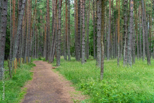 Fototapeta Peaceful forest trail surrounded by tall pine trees and lush green grass on a summer day