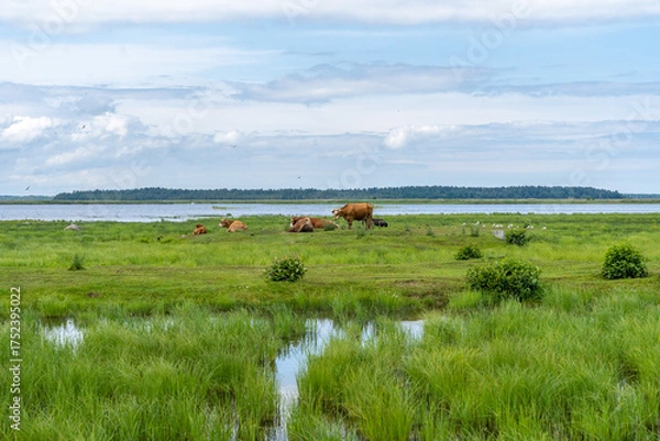 Fototapeta Herd of wild cows in green field in Engure Lake Nature Park, Latvia.