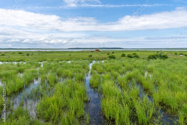 Fototapeta Wetland with herd of wild cows in background in Engure Lake Nature Park, Latvia.
