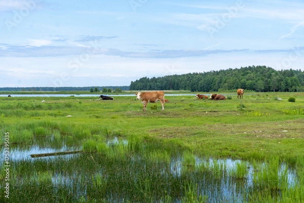 Fototapeta Herd of wild cows in green field in Engure Lake Nature Park, Latvia.