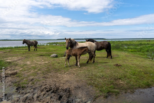 Fototapeta Family of wild konik polski or Polish primitive horses at Engure Lake Nature Park, Latvia
