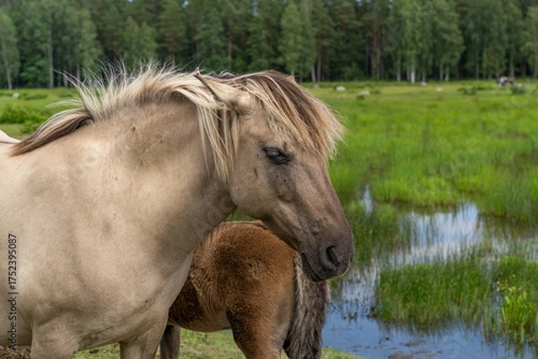 Fototapeta Portrait of female wild konik polski or Polish primitive horse at Engure Lake Nature Park, Latvia