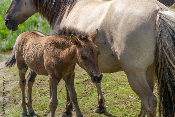 Fototapeta Mother and child of wild konik polski or Polish primitive horses at Engure Lake Nature Park, Latvia