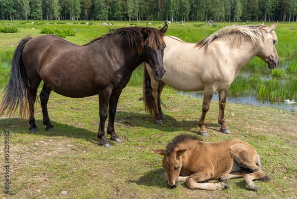 Fototapeta Family of wild konik polski or Polish primitive horses at Engure Lake Nature Park, Latvia
