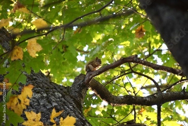 Obraz Red Squirrel