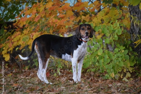 Obraz Treeing Walker Coonhound