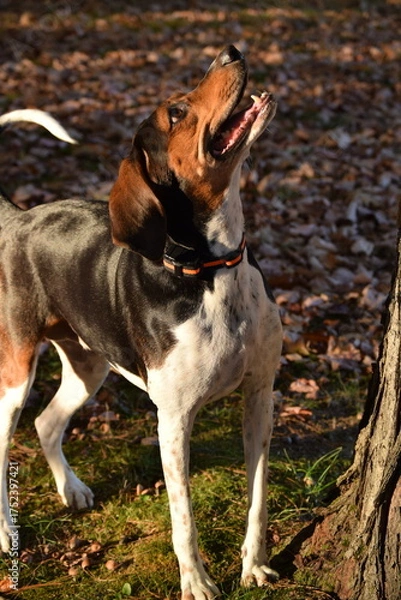 Obraz Treeing Walker Coonhound