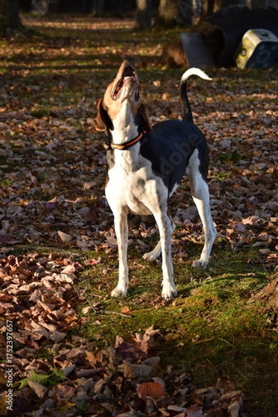 Obraz Treeing Walker Coonhound