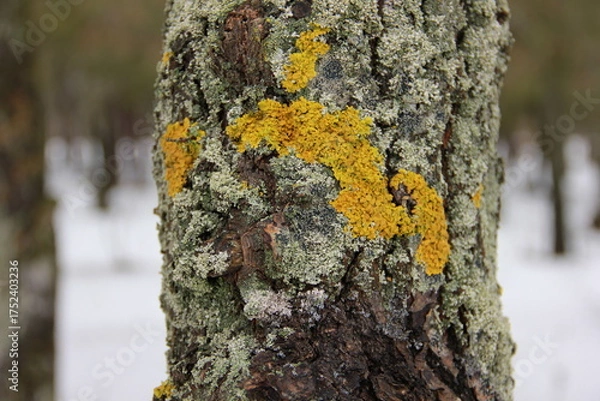 Fototapeta tree bark covered with different colors of moss