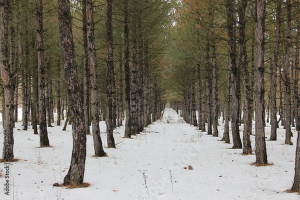 Fototapeta winter forest scene where tall, slender pine trees stand like silent sentinels in pristine snow