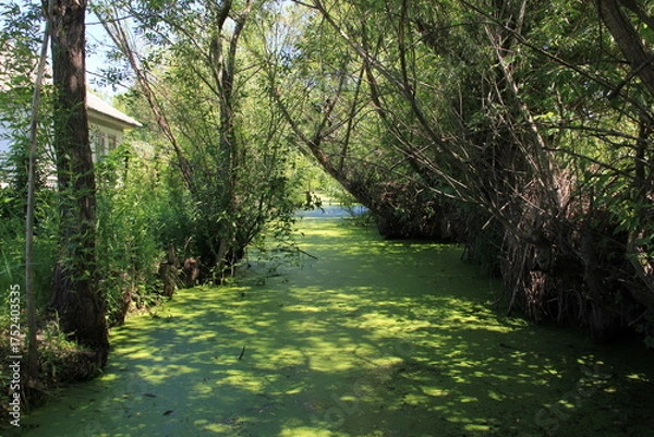 Fototapeta A sun-dappled water channel covered in green duckweed winds between rustic dwellings