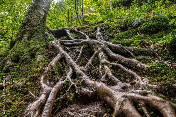 Fototapeta Tree with widely branched, exposed roots on a moss-covered forest floor, surrounded by dense, green foliage and a natural forest atmosphere