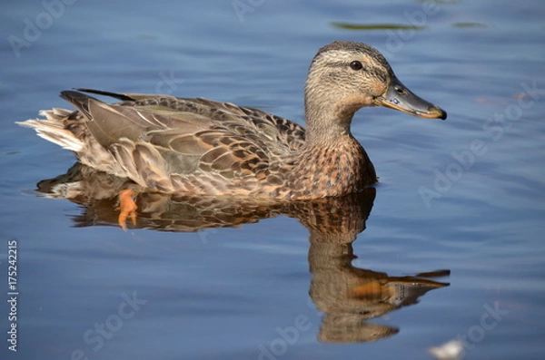 Fototapeta Серая утка