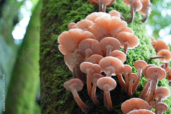 Fototapeta Magic Mushrooms