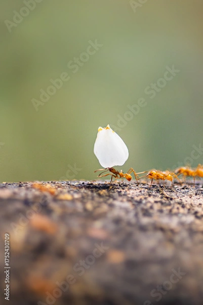 Fototapeta Ants
