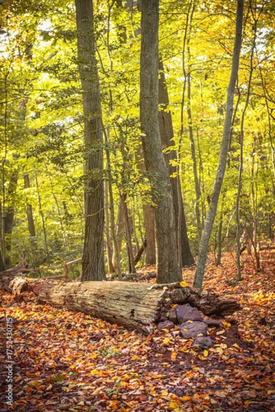 Obraz Daylight on Wood