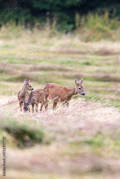 Obraz deer in the forest