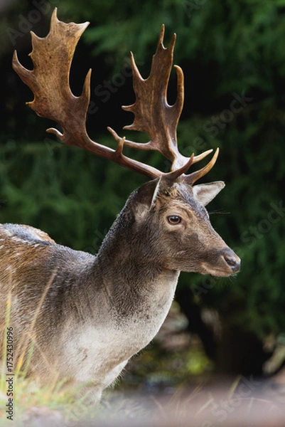 Obraz Fallow deer close up