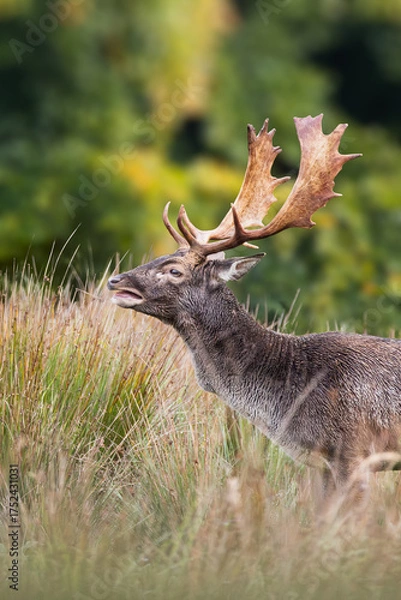 Obraz Fallow deer in the rut