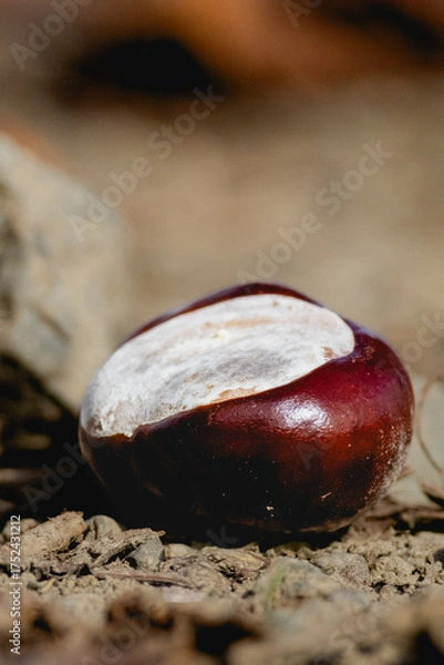 Obraz chestnut on wooden background