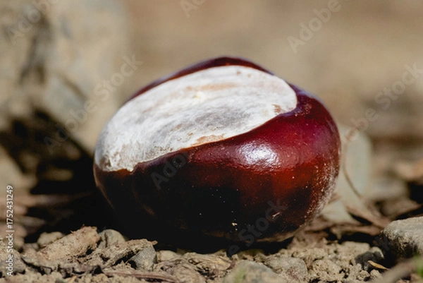 Obraz chestnut on the ground