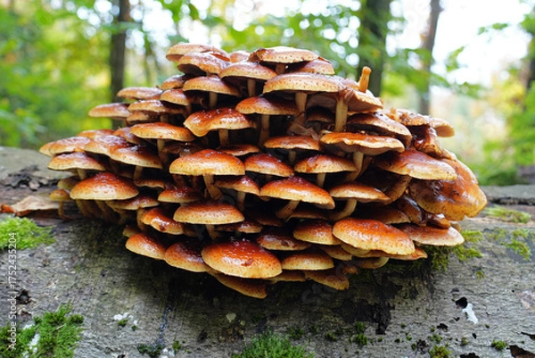 Fototapeta Magic Mushrooms