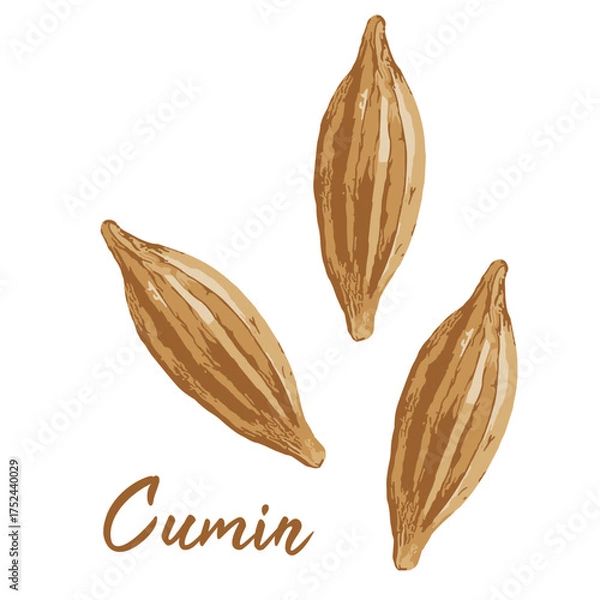 Obraz cumin in watercolor illustration style, isolated vector on white background