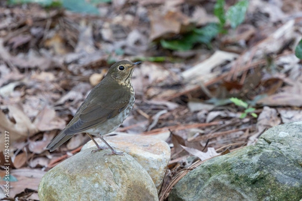 Fototapeta Swainson's Thrush