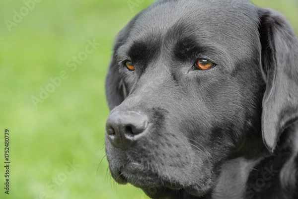 Obraz Black Labrador Retriever dog on a green natural background.