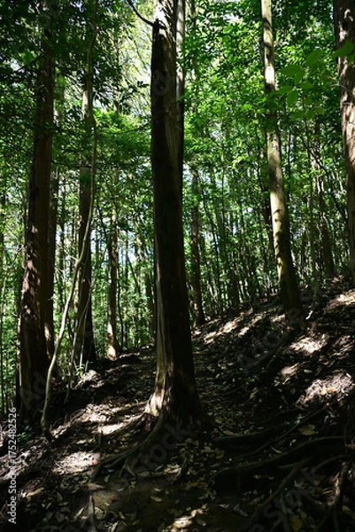 Obraz 木が生い茂る森
