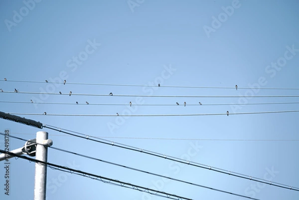 Obraz 外国へ飛び立つ前のツバメ