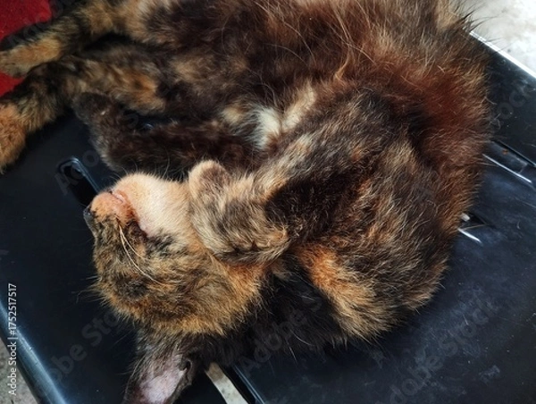 Obraz Tortoiseshell cat sleeping on chair 